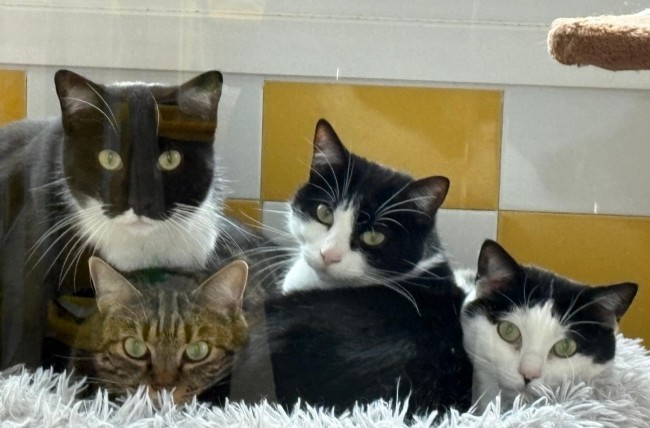 Imagen de Tartus Coca