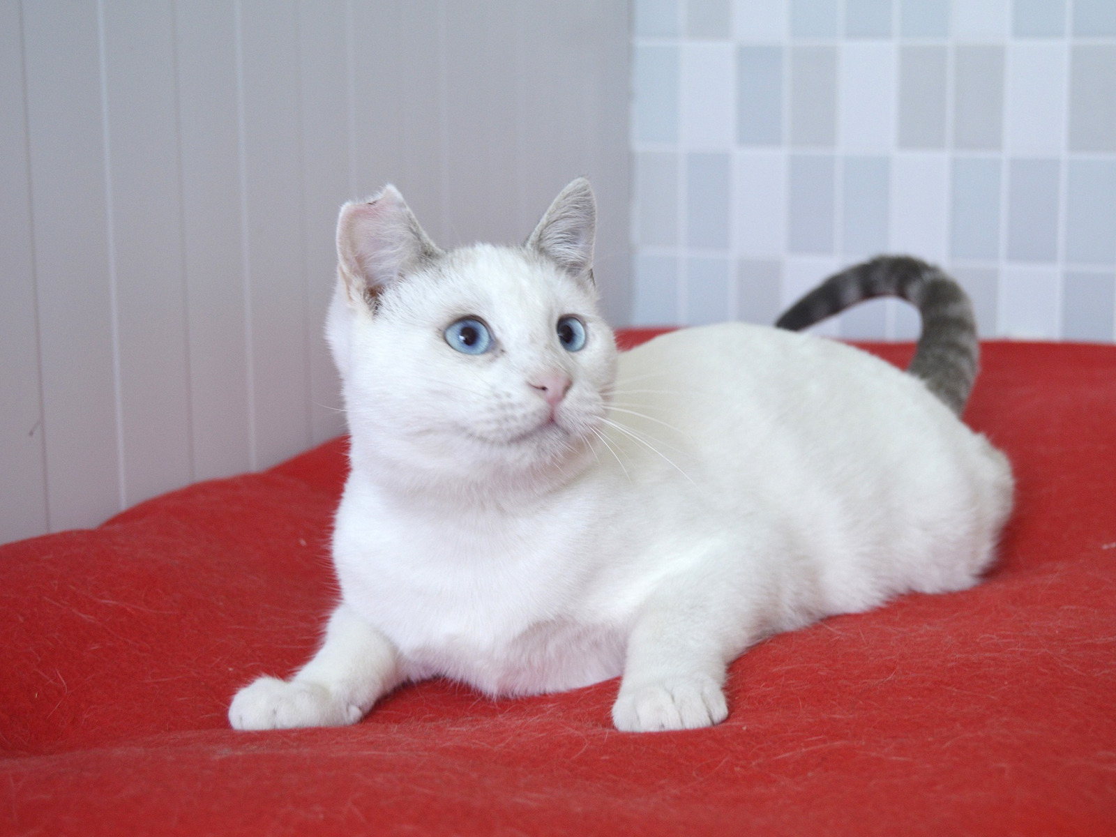 Imagen de EMENTAL (URGENTE)