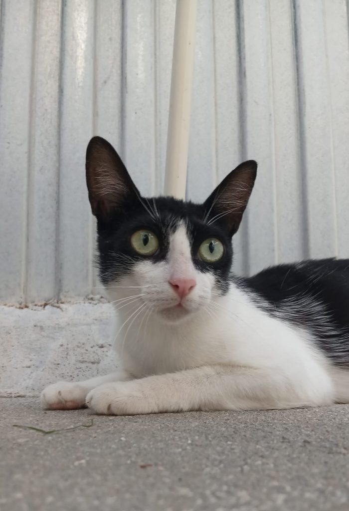 Ciruela