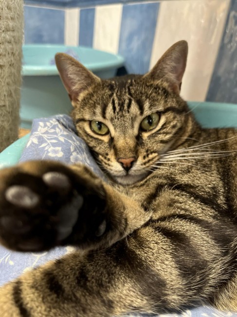 Imagen de Leya Perez