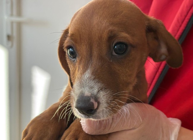 Imagen de Valentin Pink