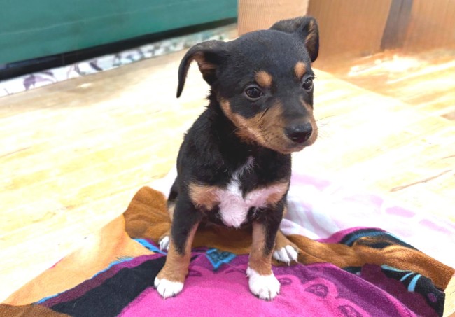 Imagen de Dafne Pink