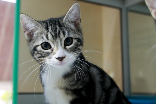 Imagen de Charly Royal