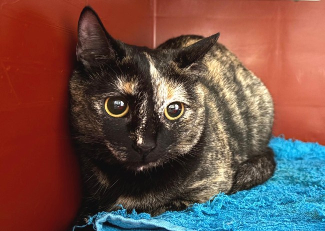 Imagen de Dorina Oku