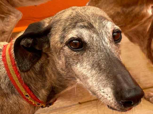 Imagen de Bandeira Dina