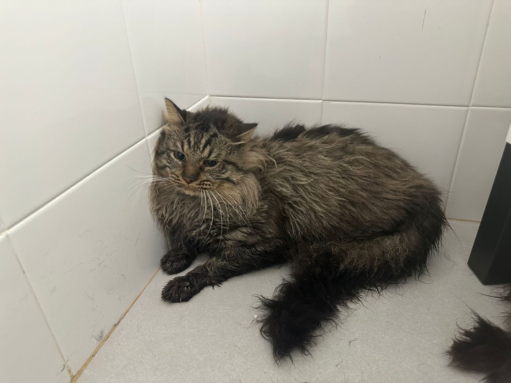 Imagen de PALAWAN ERAS