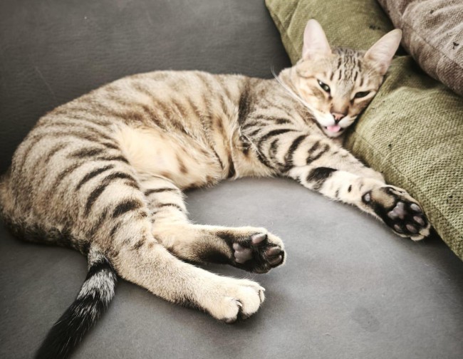 Imagen de Chupetin A