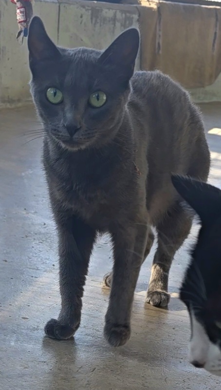 Imagen detalle