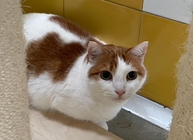 Imagen de Cheto Blood