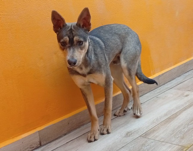 Imagen de Hanoi Dina