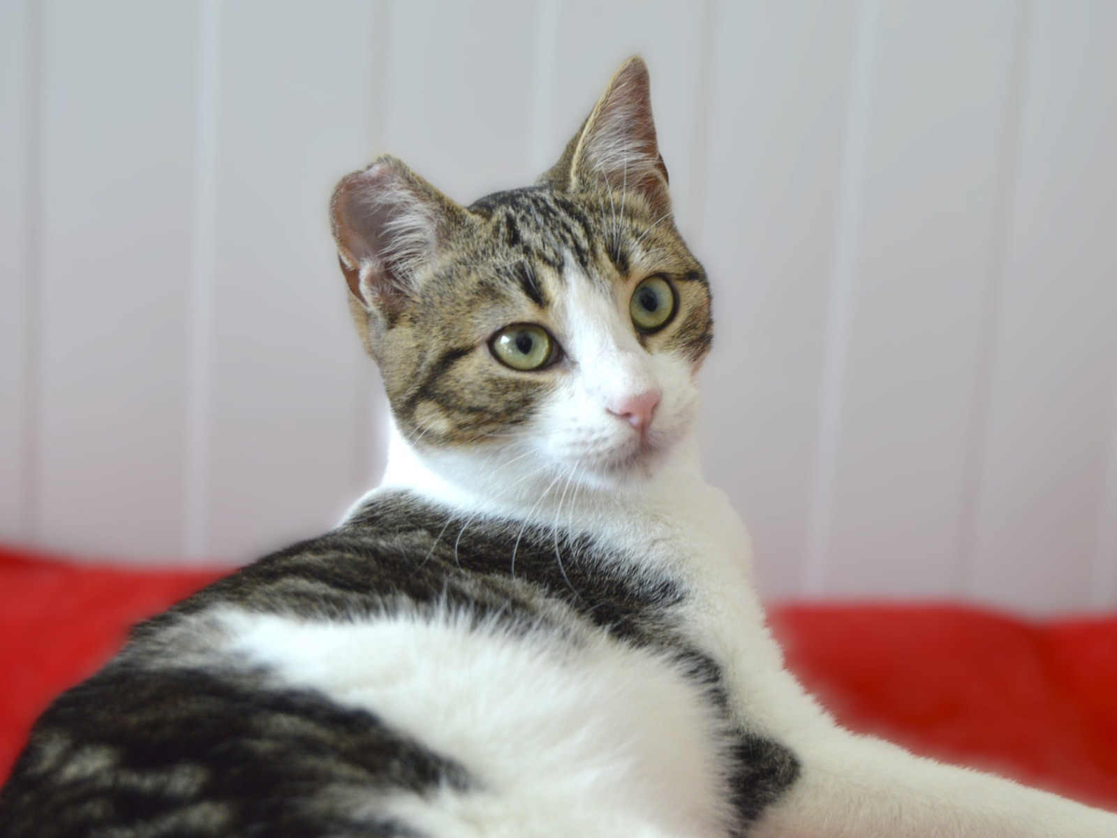 Imagen de CARLOS (URGENTE)