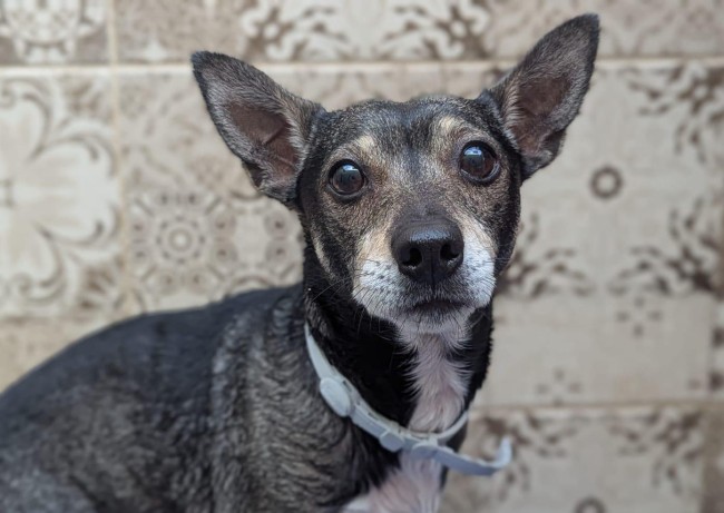 Imagen de Bobby Tala