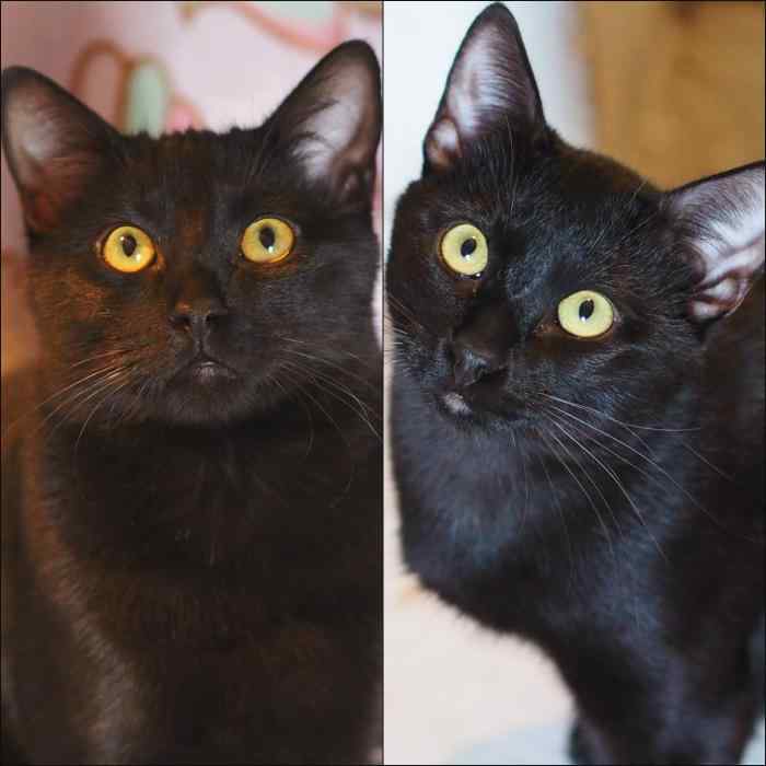 Imagen de King & Africa