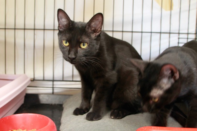 Imagen de Gervonta Ferrer