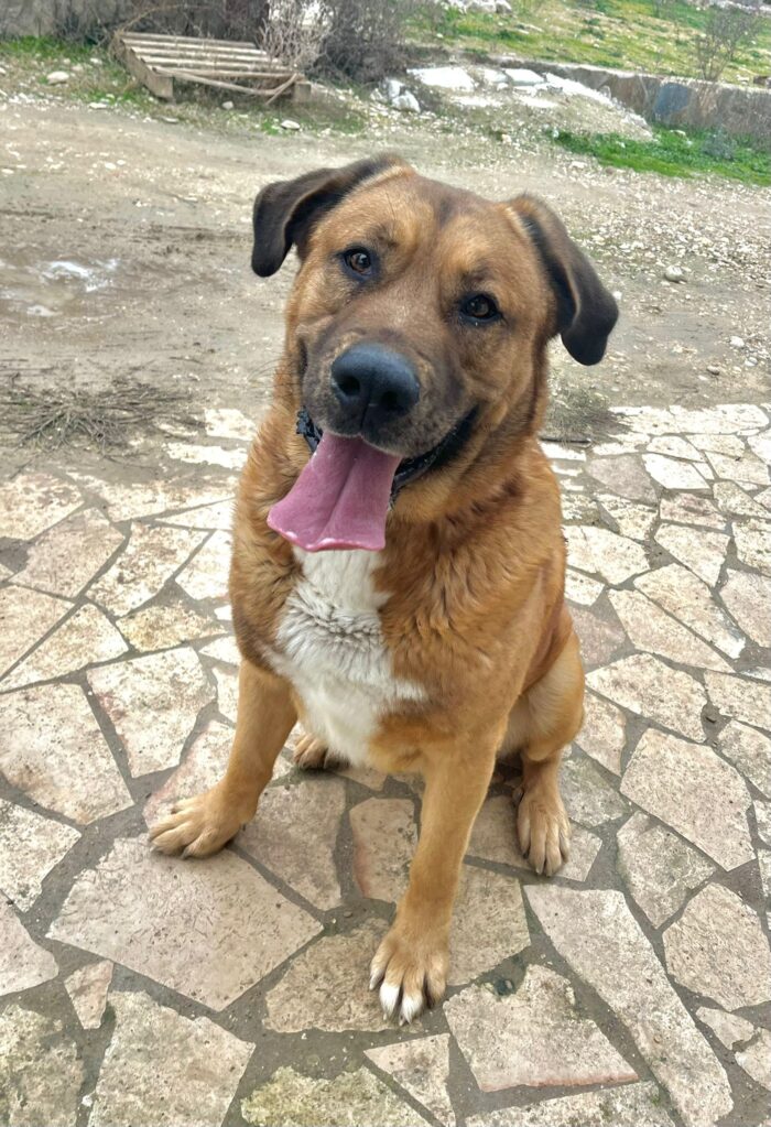 Imagen de KONGO