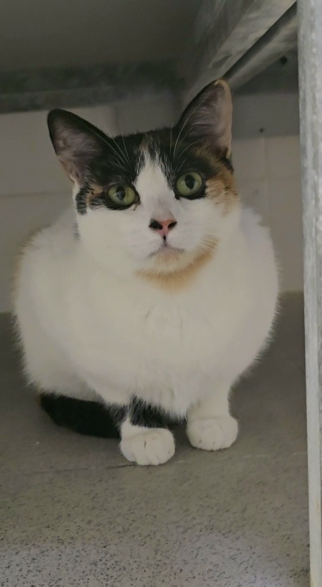 Imagen detalle