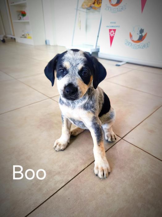 Imagen de Boo