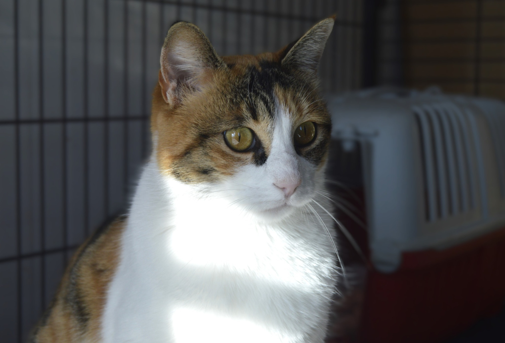 Imagen de TRIKU (URGENTE)