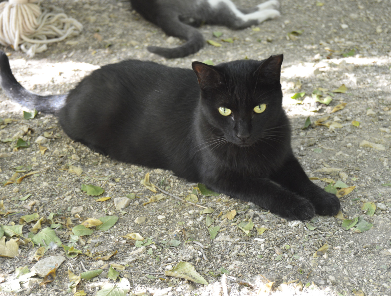 Imagen de SARDINA (URGENTE)