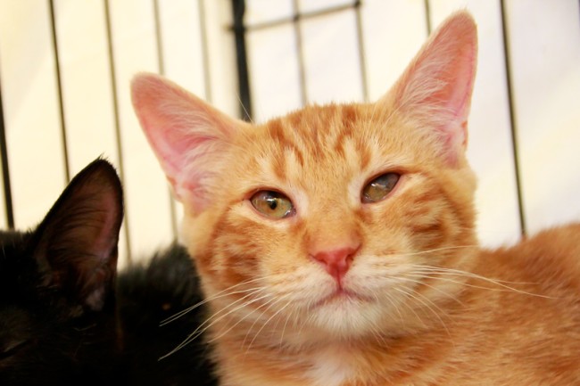 Imagen de Boreal Bripac