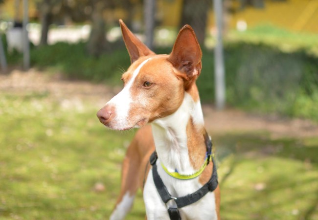 Imagen de Canela Peter