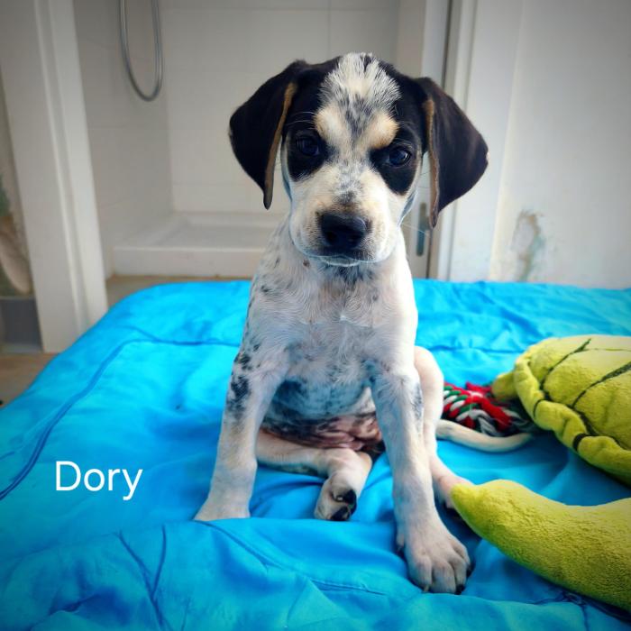 Imagen de Dory