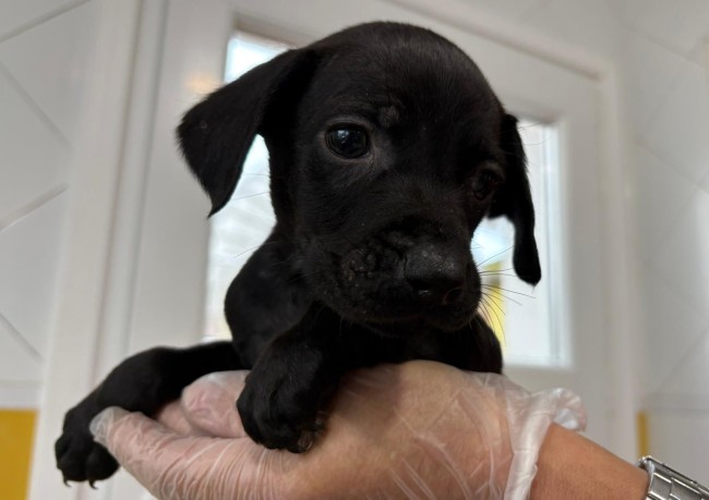 Imagen de Amin Tropa